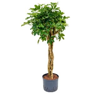 Schefflera arboricola gevlochten S hydrocultuur plant