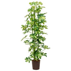 Schefflera gold capella 3pp hydrocultuur plant