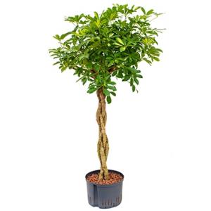 Schefflera gold capella gevlochten S hydrocultuur plant