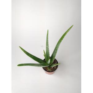 Aloe vera barbadensis XS kamerplant