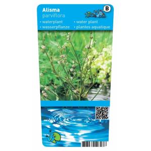 Waterweegbree (Alisma parviflora) moerasplant (6-stuks)