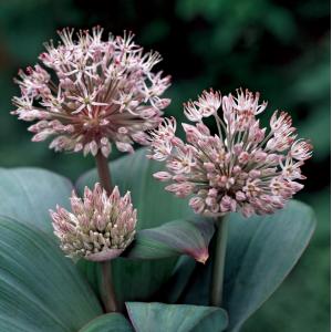 Sierui (Allium karataviense) moerasplant (6-stuks)