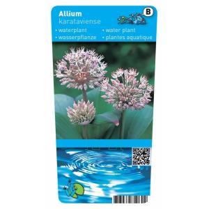 Sierui (Allium karataviense) moerasplant (6-stuks)