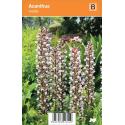 Akant (acanthus mollis) zomerbloeier