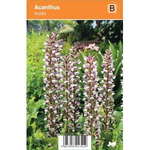 Akant (acanthus mollis) zomerbloeier