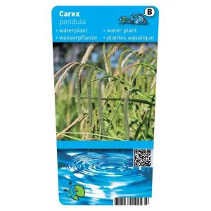 Hangende zegge (Carex pendula) moerasplant (6-stuks)