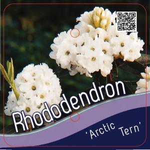 Dwerg rododendron (Rhododendron "Arctic Tern") heester