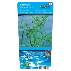 Parapluplant (Cyperus alternifolius) moerasplant (6-stuks)