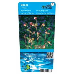 Knikkend nagelkruid (Geum rivale) moerasplant (6-stuks)