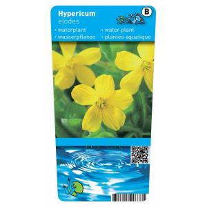 Moerashertshooi (Hypericum elodes) moerasplant (6-stuks)