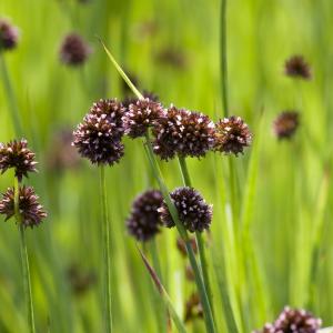 Zwaardrus (Juncus ensifolius) moerasplant (6-stuks)