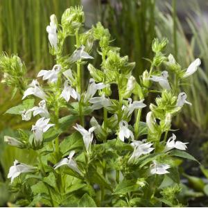 Witte Virginische lobelia (Lobelia siphilitica “Alba”) moerasplant (6-stuks)