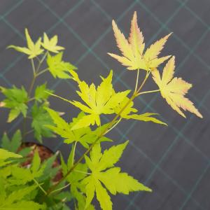 Japanse esdoorn (Acer palmatum "Orange Dream") heester