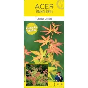 Japanse esdoorn (Acer palmatum "Orange Dream") heester