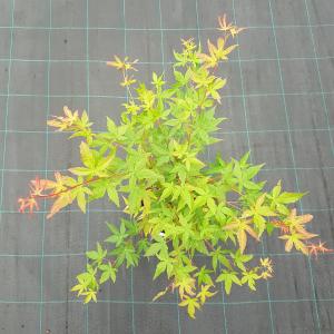 Japanse esdoorn (Acer palmatum "Sangokaku") heester