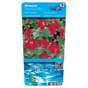 Rode maskerbloem (Mimulus “Bonfire red”) moerasplant (6-stuks)