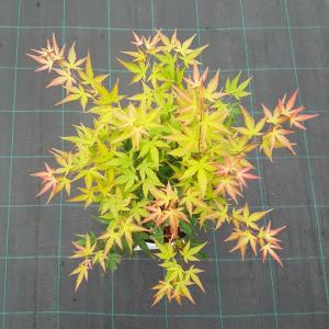 Japanse esdoorn (Acer palmatum "Wilson's Pink Dwarf") heester