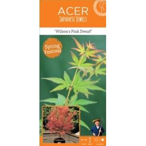 Japanse esdoorn (Acer palmatum "Wilson's Pink Dwarf") heester