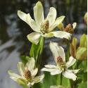 Wateranemoon (Anemopsis Californica) moerasplant (6-stuks)