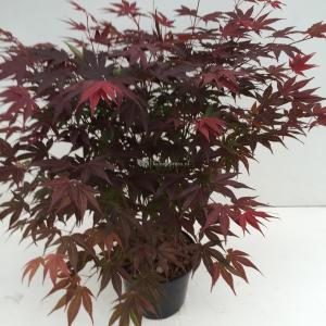 Japanse esdoorn (Acer Palmatum "Atropurpureum")