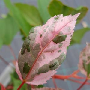 Japanse esdoorn (Acer conspicuum "Red Flamingo") heester