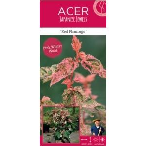 Japanse esdoorn (Acer conspicuum "Red Flamingo") heester