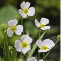 Stijve moerasweegbree (Baldellia ranunculoides) moerasplant (6-stuks)