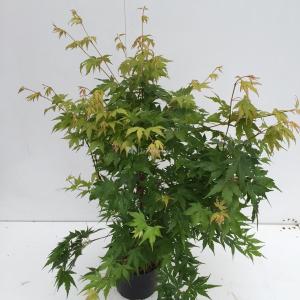 Japanse esdoorn (Acer Palmatum)