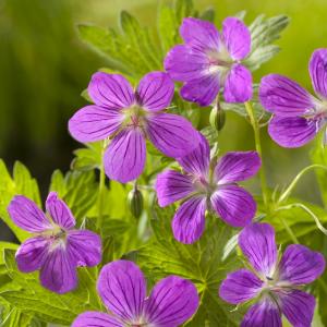 Moerasooievaarsbek (Geranium palustre) moerasplant (6-stuks)