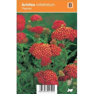 Duizendblad (achillea millefolium "Paprika") zomerbloeier
