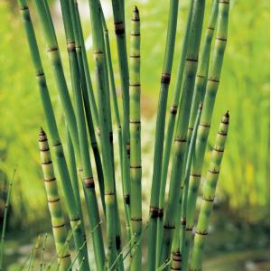 Japanse holpijp (Equisetum Japonica) moerasplant (6-stuks)