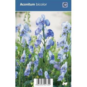 Monnikskap (aconitum bicolor) schaduwplant