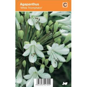 Afrikaanse lelie (agapanthus "White Triumphator") zomerbloeier