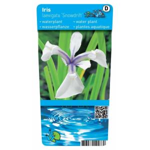 Witte Japanse iris (Iris Laevigata “Snowdrift”) moerasplant (6-stuks)