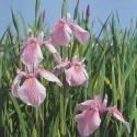 Roze Japanse iris (Iris laevigata “Rose Queen”) moerasplant (6-stuks)