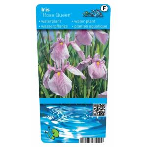 Roze Japanse iris (Iris laevigata “Rose Queen”) moerasplant (6-stuks)