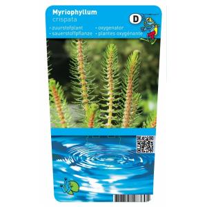 Vederkruid (Myriophyllum crispata) zuurstofplant (10-stuks)