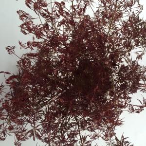 Japanse esdoorn (Acer palmatum "Garnet") heester