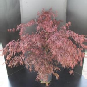 Japanse esdoorn (Acer palmatum "Garnet") heester