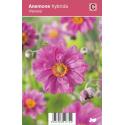 Herfstanemoon (anemone hybrida "Pamina") najaarsbloeier