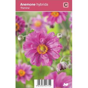 Herfstanemoon (anemone hybrida "Pamina") najaarsbloeier