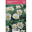 Herfstanemoon (anemone hybrida "Whirlwind") najaarsbloeier