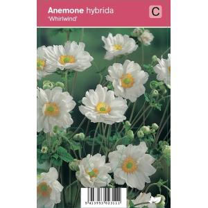 Herfstanemoon (anemone hybrida "Whirlwind") najaarsbloeier