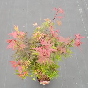 Japanse esdoorn op stam (Acer palmatum "Shaina") heester