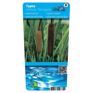 Grote bonte lisdodde (Typha latifolia “variegata”) moerasplant (6-stuks)