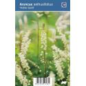 Geitenbaard (aruncus aethusifolius "Noble Spirit") schaduwplant