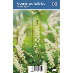 Geitenbaard (aruncus aethusifolius "Noble Spirit") schaduwplant