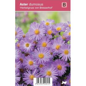 Aster (aster dumosus "Herbstgruss vom Bresserhof") najaarsbloeier
