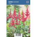 Pluimspirea (astilbe arendsii "Fanal") schaduwplant