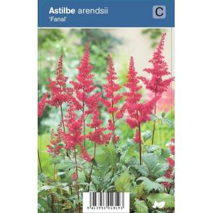 Pluimspirea (astilbe arendsii "Fanal") schaduwplant